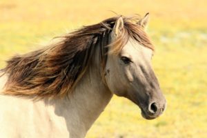 animal reiki, horses, energy healing horses