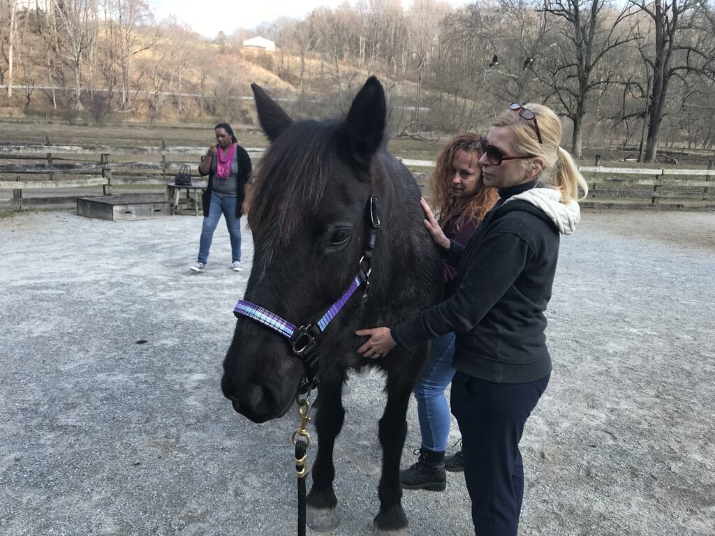 animal reiki training practice with horses