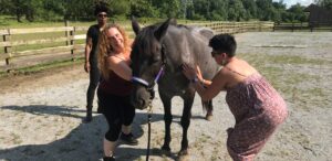 animal reiki practice session